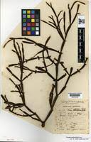 Image result for Viscum combreticola