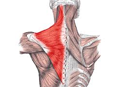 sirt kaslarinin anatomisi sirt kaslari kas simsek