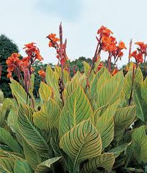 One of the few semperflorens types with variegated foliage, different from b. Canna Lily Variegated Bulbs Best For Summer Season Easy To Grow
