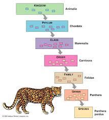 Exhaustive Phylum Classification Chart Taxonomy Chart Living