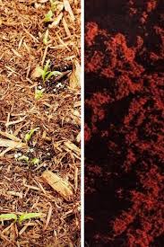 Picking mulch for your garden. The Pros And Cons Of Using Cedar Mulch In Gardens Gardening Chores