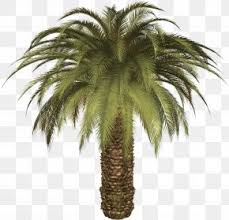 You can explore in this category and download free palm tree png transparent images for your design flashlight. Palm Images Palm Transparent Png Free Download