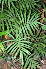 Image result for Thelypteridaceae