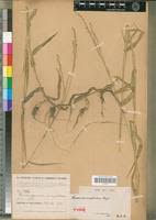 Image result for Acroceras amplectens