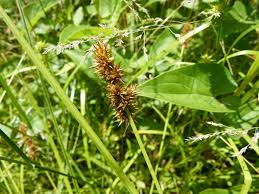 Image result for Carex steudneri
