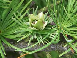 Image result for Allophylus pseudopaniculatus