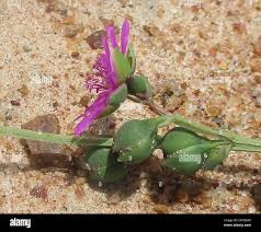 Image result for Corbichonia decumbens