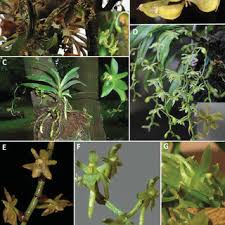 Image result for Kylicanthe rohrii