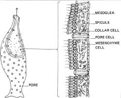 Enchantedlearning.com label sponge external anatomy diagram using the definitions listed below, label the sponge and the flow of water through it. 19 1 10 Invertebrates Biology Libretexts