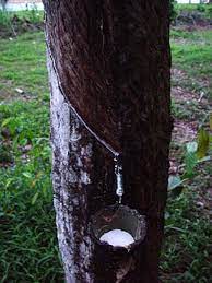 Morry_n.g | kasih tumbang pokok getah berhampiran kawasan perumahan. Pokok Getah Wikipedia Bahasa Melayu Ensiklopedia Bebas