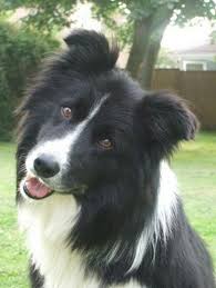 All Black Border Collie Puppy Top 10 Things Border Collies Don T Like Collie Collie Puppies Collie Dog