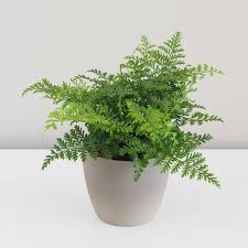 Image result for Asplenium aethiopicum