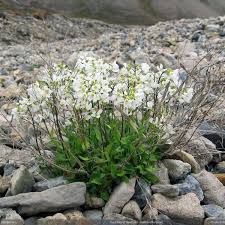 Image result for Arabis alpina