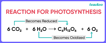 Where Does The Oxygen Liberated During Photosynthesis Come From?