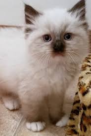 Adorable ragdoll kittens for sale. Ragdoll Kittens For Sale In Florida Dixie Ragdolls Cattery Ragdoll Kitten Ragdoll Kittens For Sale Cute Cats And Kittens