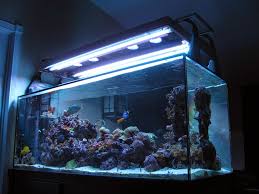 Everything You Need To Know About Using T5 Lights For Your Aquarium Tropical Fish Site