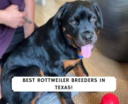 Maybe you would like to learn more about one of these? 6 Best Rottweiler Breeders In Texas 2021 We Love Doodles