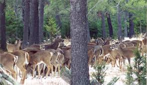 What can you feed deer. Deer And Moose Feeding Prohibited Nys Dept Of Environmental Conservation