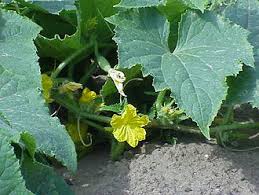 Image result for Cucumis aetheocarpus