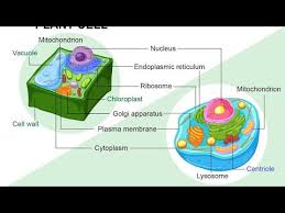 Check spelling or type a new query. Cell Animal Cell And Plant Cell Part 3 Biology Ncert Youtube