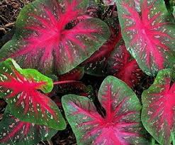 Allium Ampeloprasum Easy To Grow Bulbs Caladium Angel Plant