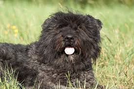 Pour les articles homonymes, voir bouvier. Bouvier Des Flandres Vlaamse Koehond