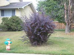 Native to (or naturalized in) oregon: Plantfiles Pictures Berberis Japanese Barberry Royal Burgundy Berberis Thunbergii By Nlafrance3