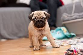 Terry McCullah (slick24)