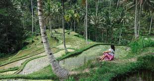 8 Tempat Wisata Gratis Di Ubud Bali Untuk Aktivitas Liburan Hemat