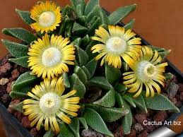 Image result for Nananthus