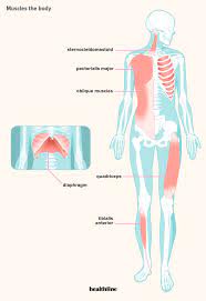Research & reviews for your most important home health purchases. How Many Muscles Are In The Human Body Plus A Diagram