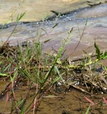 Image result for Panicum hymeniochilum