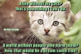 Yes People Who Hurt Animals Are Some Of The Lowest Forms Of Scum Crazy Cats Cat Quotes Cool Cats