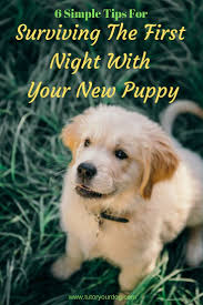 6 Simple Tips For Surviving The First Night With Your New Puppy Tutor Your Dog Golden Retriever Puppy Training Puppies Bringing Home Puppy
