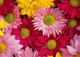 100 kč na první nákup. Kvetiny Kytky Obrazky Online K Narozeninam Stahuj Zdarma Colorful Flowers Big Blooms Daisy Wallpaper