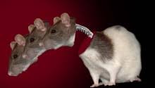 Cientista do transplante de cabeça diz ter recolocado espinha dorsal em  ratos, mas há controvérsias - Giz Brasil