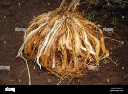 Image result for Asparagus racemosus