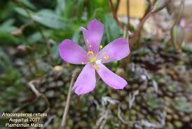 Image result for Anacampseros subnuda