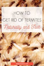 How To Get Rid Of Termites 22 Easy Ways To Kill Termites Effectively Diy Termite Treatment Termite Treatment Termites