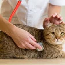Are you looking for vet clinic names ideas? Care N Cure Dog Clinic Clinics Book Appointment Online Clinics In Vijay Nagar Indore Justdial