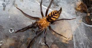 Black And Yellow Striped Spider Uk The Tiger Spider Bolivia S Own Ferocious Striped Predator Featured Creature Spider Jumping Spider Bugs And Insects