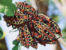 Thasus Mexico Bekki Weird Animals Beautiful Bugs Animals Bugs