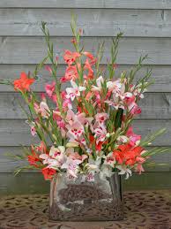 Image result for Gladiolus nyasicus