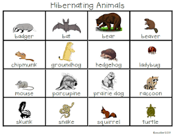 The W I S E Owl December Day 16 Hibernating Animals Hibernating Animals Preschool Animals That Hibernate Hibernation Preschool Activities