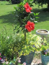 Pin By Karen Rose Smith On Summer Planters Hibiscus Tree Mixed Flower Pots Container Gardening Flowers