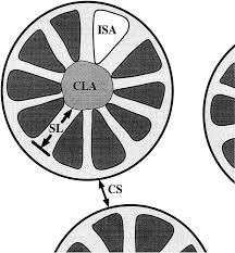 Avas flowers® serves hubbard and is a family owned and operated professional florist that prides itself with professionalism and quality products. Clonal Variation For Phenotypic Plasticity In The Coral Madracis Mirabilis Bruno 1997 Ecology Wiley Online Library