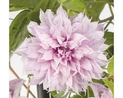 Many clematis breeders call 'kilian donahue' one of the best bicolor types. Grossblumige Waldrebe Clematis Hybride Multi Pink H 70 75 Cm Co 2 3 L Bei Hornbach Kaufen