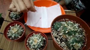 A mescaline trip from the peyote or san pedro cactus can do that to you. How To Harvest Cactus Seed Lophophora The Peyote Cactus Youtube