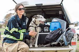 A Lousy Pet But A Perfect Rescue Dog This Koolie Has Rescued Over 100 Koalas The Star