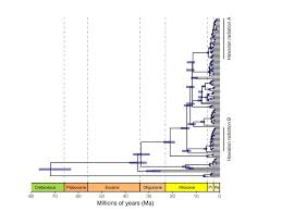 Image result for Peperomia fernandopoiana
